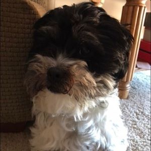 Meet your Posher, Lisa